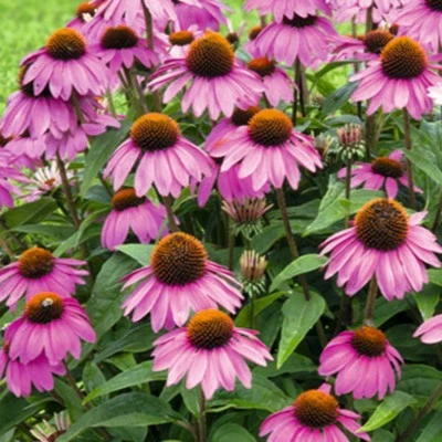 Echinacea purpurea 'Primadonna Deep Pink'