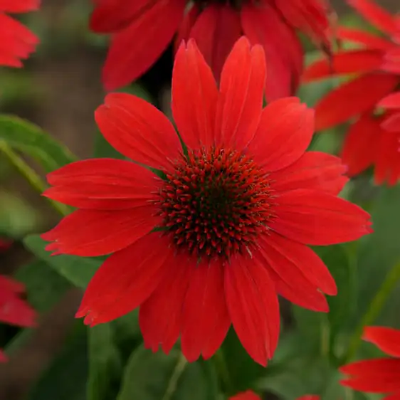 Picture Credit - Ball Horticultural Company
