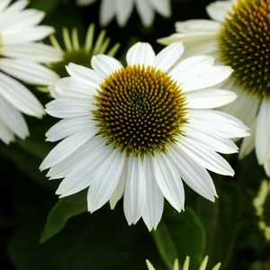 Picture Credit - Ball Horticultural Company