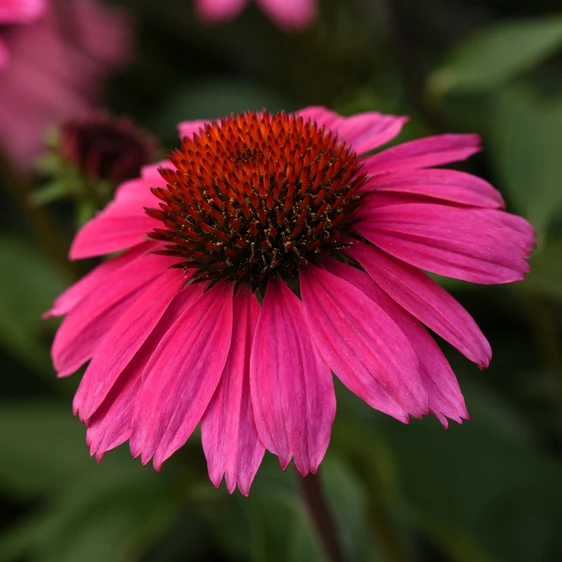 Picture Credit - Ball Horticultural Company