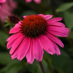 Picture Credit - Ball Horticultural Company