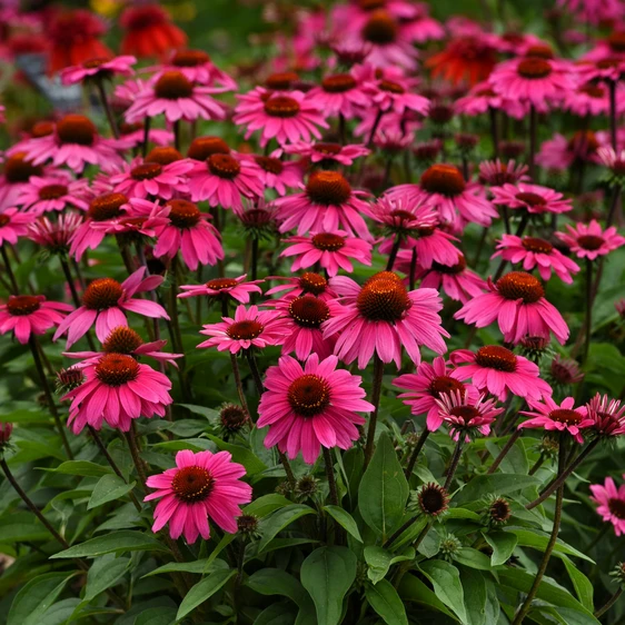 Picture Credit - Ball Horticultural Company