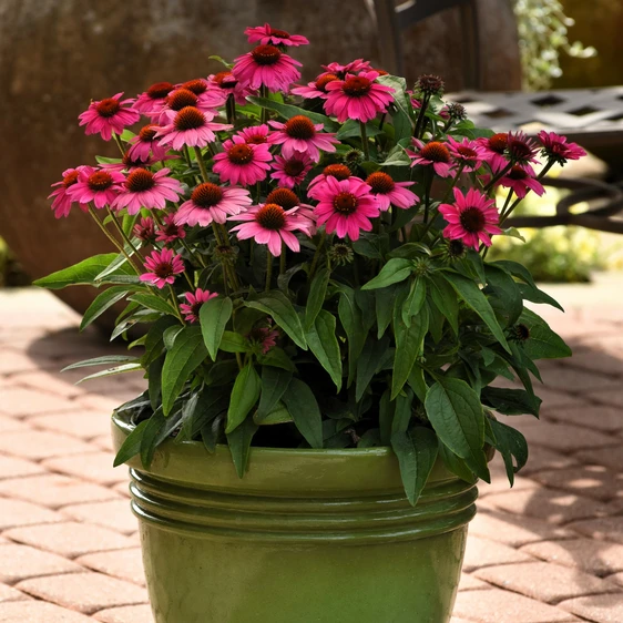 Picture Credit - Ball Horticultural Company