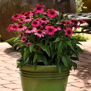 Picture Credit - Ball Horticultural Company