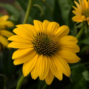 Picture Credit - Ball Horticultural Company