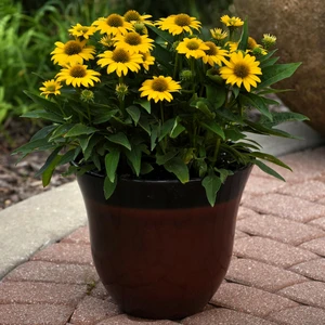 Picture Credit -  Ball Horticultural Company