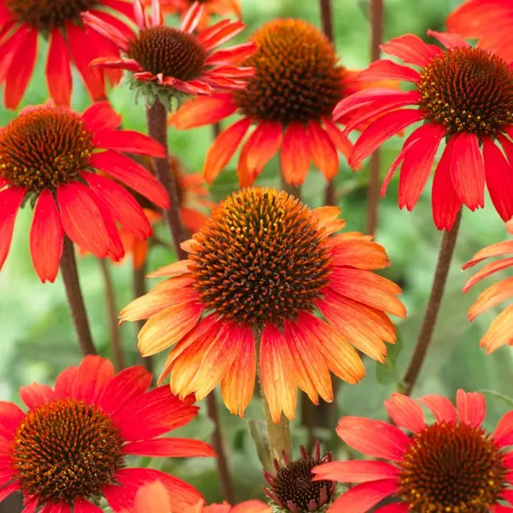 Echinacea 'SunMagic Orange' - image 1