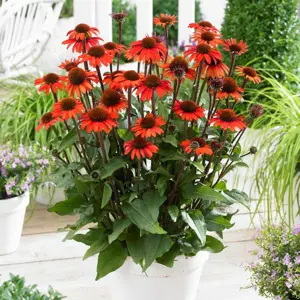 Echinacea 'SunMagic Orange' - image 2