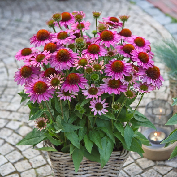 Echinacea 'SunMagic Pink'