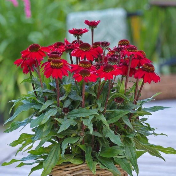 Echinacea 'SunMagic Vintage Hot Red'