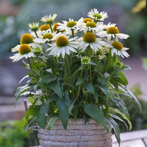 Echinacea 'SunMagic Vintage Pearl White'