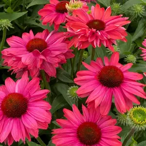 Echinacea 'SunMagic Watermelon'