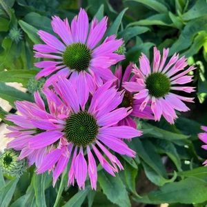 Echinacea 'Sunseekers Bubblelicious'