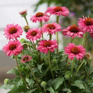 Picture Credit - Ball Horticultural Company