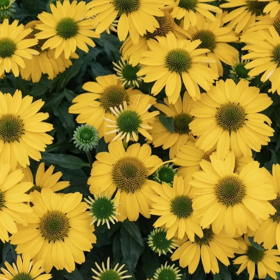 Picture Credit - Ball Horticultural Company