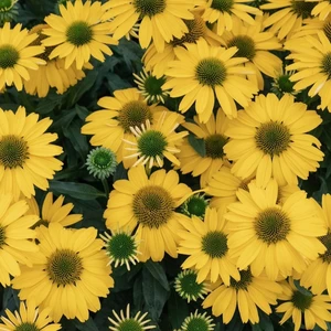 Picture Credit -  Ball Horticultural Company
