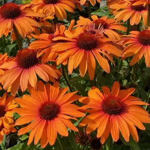 Echinacea 'Sunseekers Clementine' 2L