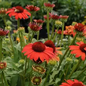 Echinacea 'Sunseekers Coral' 3L