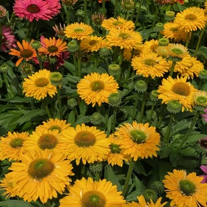 Echinacea 'Sunseekers Golden Sun' 2L