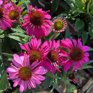 Echinacea 'Sunseekers Hot Pink'