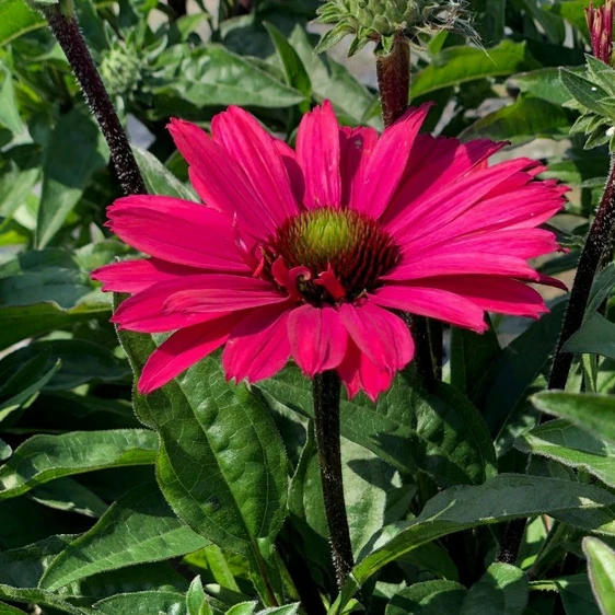 Image Credit: Allensmore Nurseries