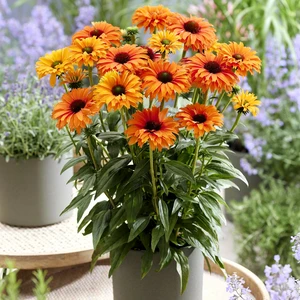 Picture Credit - Ball Horticultural Company