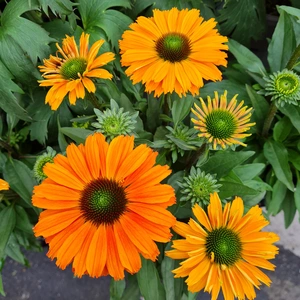 Echinacea 'Sunseekers Mineola' 3L - image 2