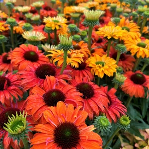 Echinacea 'Sunseekers Mineola' 3L - image 1