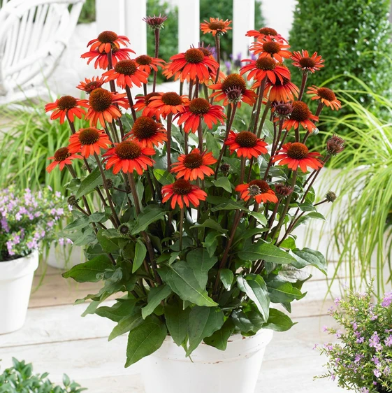 Echinacea 'Sunseekers Orange' - image 2