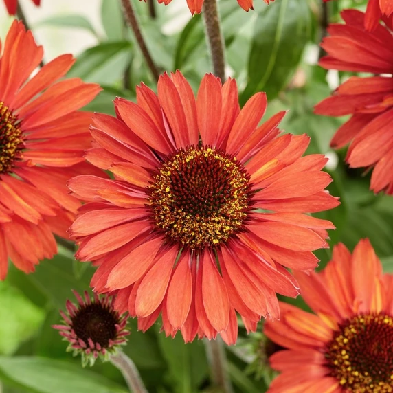 Echinacea 'Sunseekers Orange' - image 1