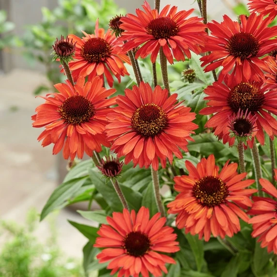Echinacea 'Sunseekers Orange' - image 2