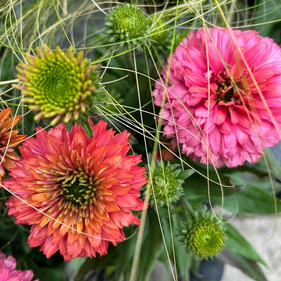 Echinacea 'Sunseekers Pink Grapefruit' - image 2