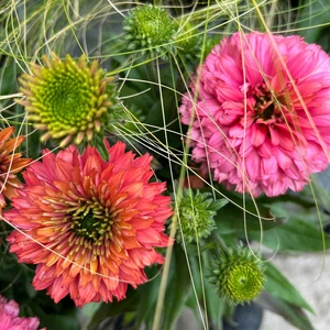 Echinacea 'Sunseekers Pink Grapefruit' - image 2