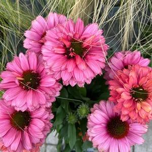 Echinacea 'Sunseekers Pink Grapefruit' - image 3