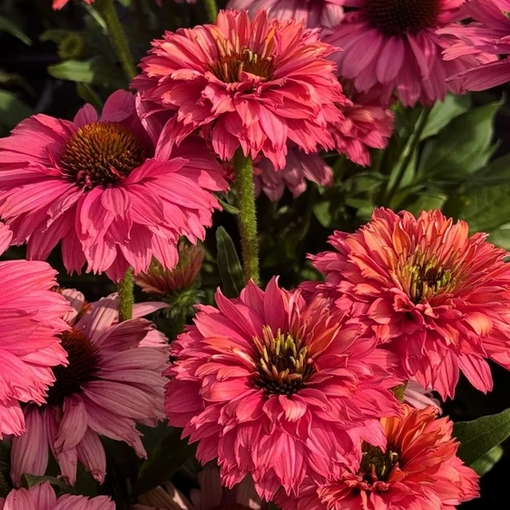 Echinacea 'Sunseekers Pink Grapefruit' - image 1