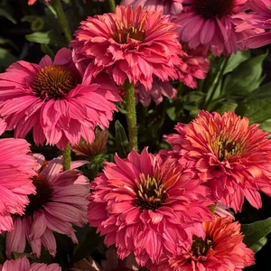 Echinacea 'Sunseekers Pink Grapefruit' - image 1