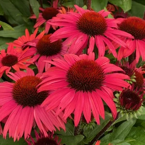 Echinacea 'Sunseekers Pomegranate' 3L