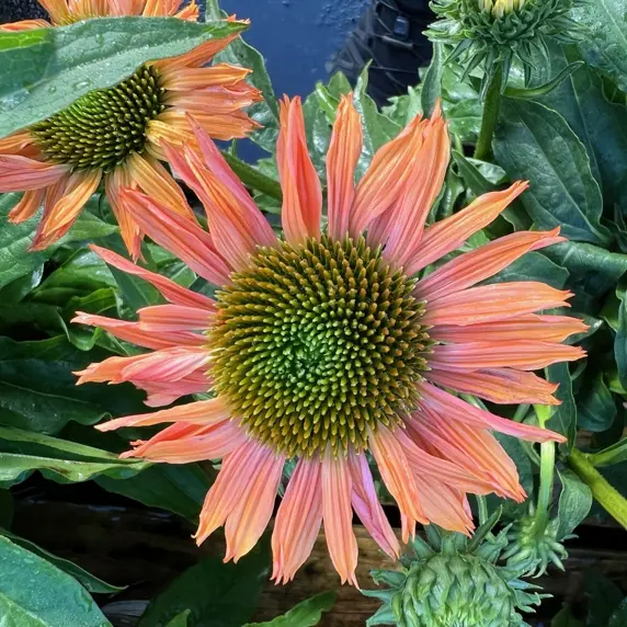 Echinacea 'Sunseekers Pumpkin Pie' 2L - image 1