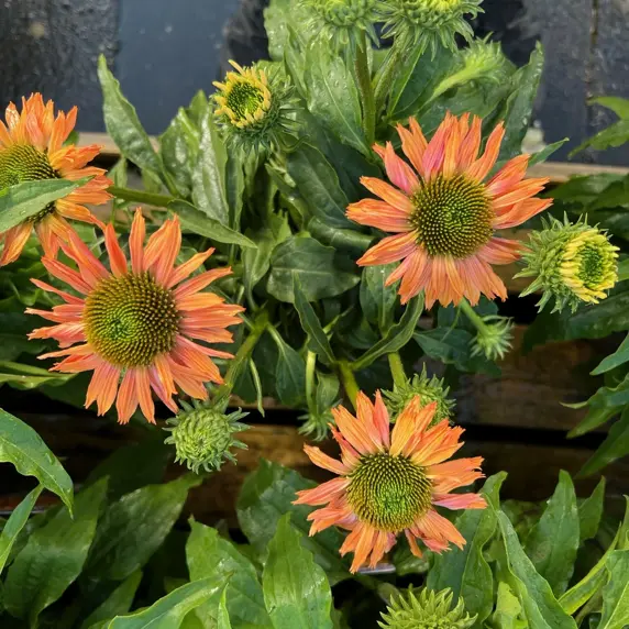 Echinacea 'Sunseekers Pumpkin Pie' 2L - image 2