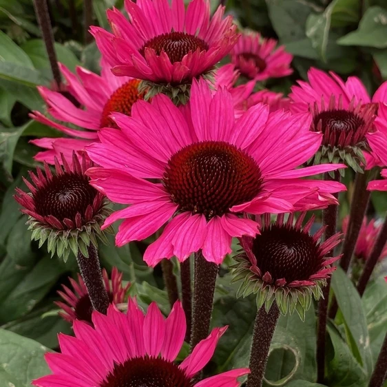 Image Credit: Gootjes-AllPlant B.V.