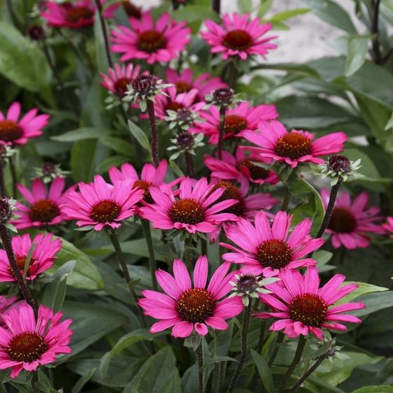 Picture Credit - Genesis Plant Marketing Ltd.