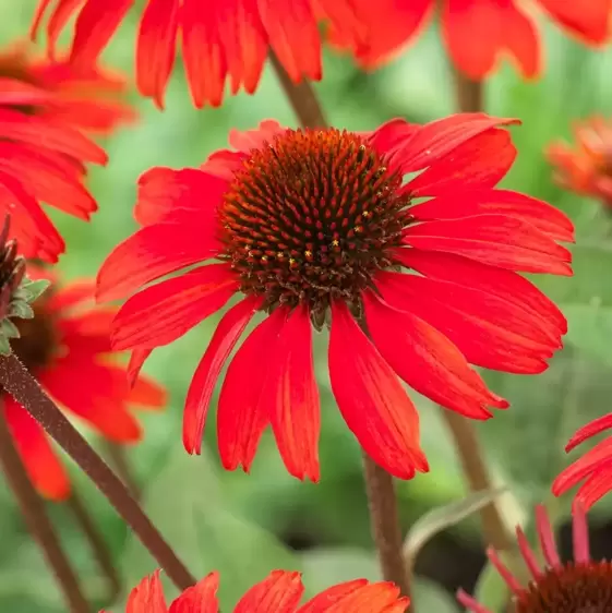 Picture credit - Gootjes-AllPlant bv
