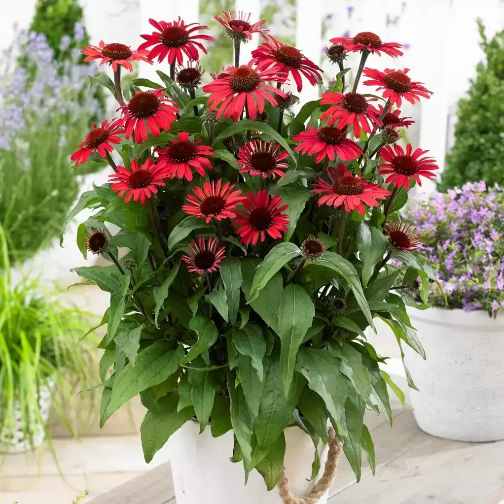 maskulinitet Skuffelse Eller enten Echinacea 'Sunseekers Red' 3L - Cowell's Garden Centre | Woolsington
