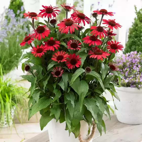 Picture credit - Gootjes-AllPlant bv