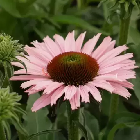 Echinacea 'Sunseekers Salmon' 2L - image 2