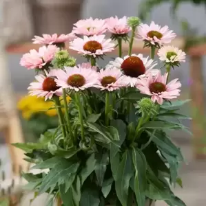 Echinacea 'Sunseekers Salmon' 2L - image 1