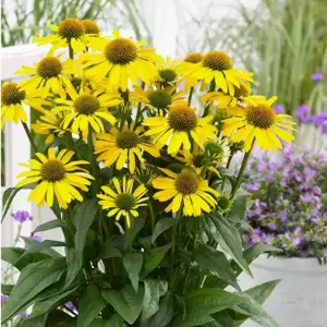 Picture Credit -  Ball Horticultural Company
