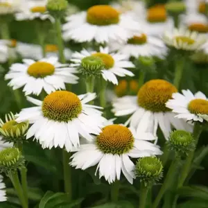 Echinacea 'White Meditation'