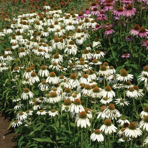 Picture Credit - Walter's Gardens Inc
