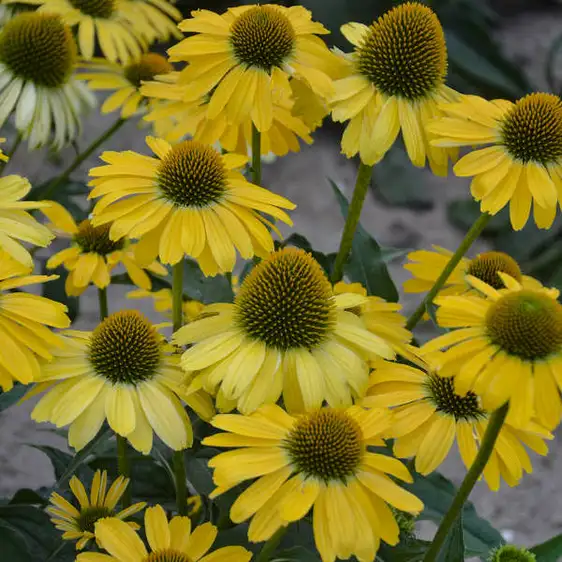 Picture Credit - Walters Gardens, Inc.